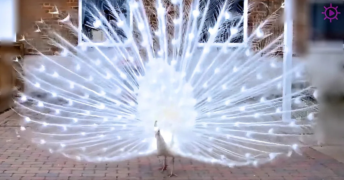 White Peacock Shows off His Feathers, but When He Turns Around? Hold Your Breath! Wow!
