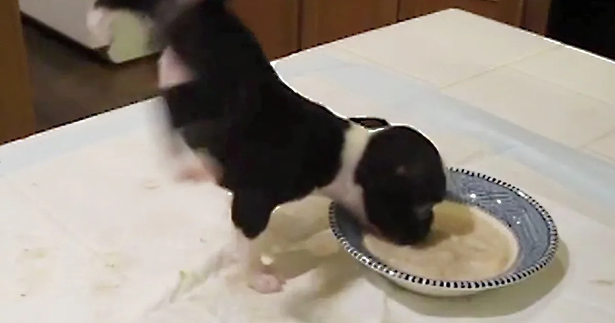 Adorable Puppy Was Eating His Dinner, but Keep Your Eyes on His Tiny Legs! so Cute!