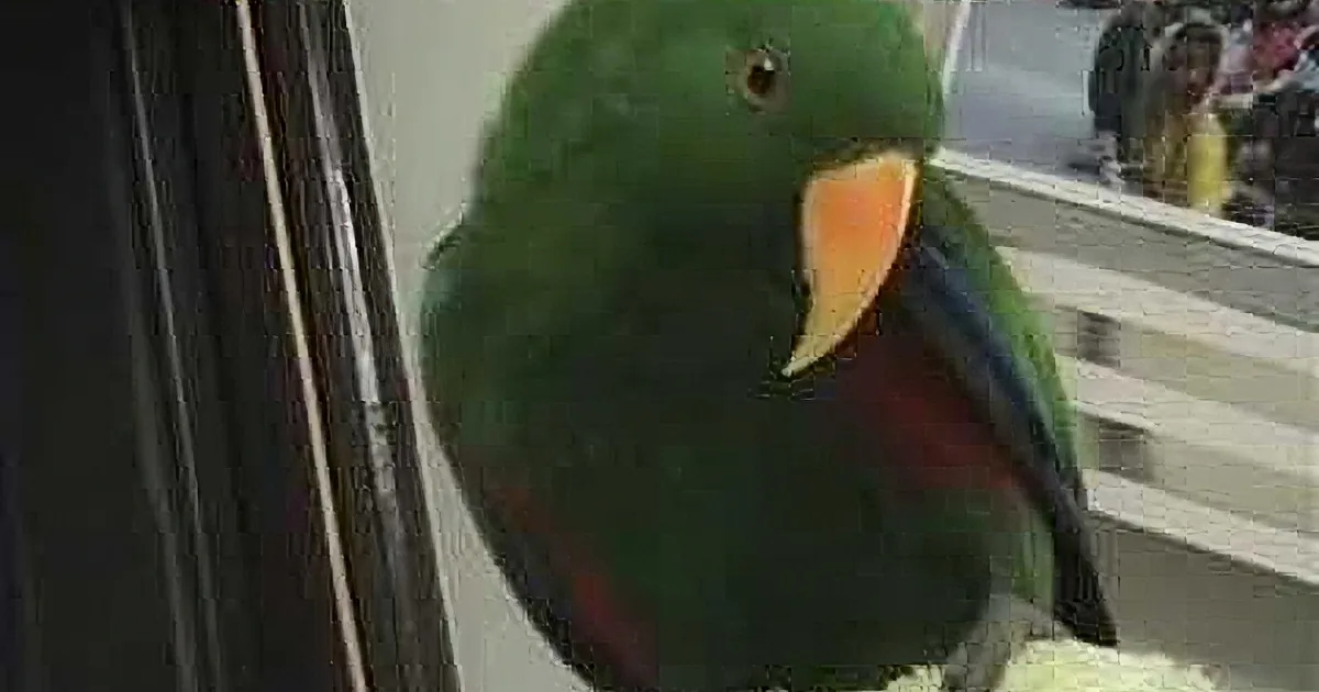 He Looks Like an Ordinary Parrot, but Watch How He Answers Mom's Questions! You'll Be Stumped!