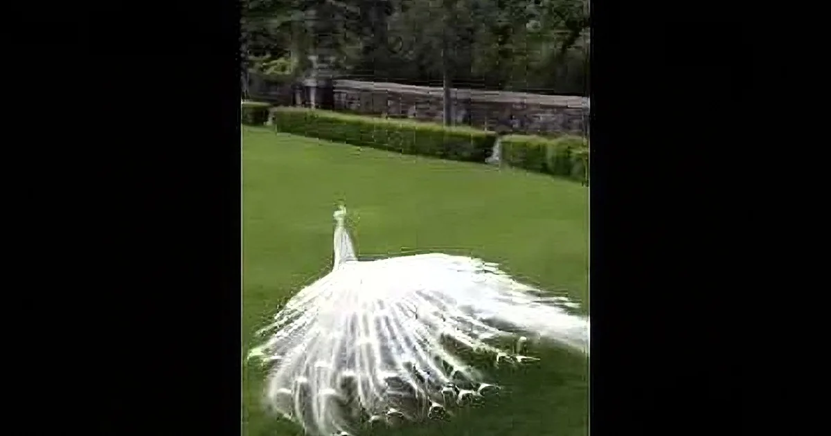 Beautiful Peacock Begs for Attention, but What He Did Next? This Is Most Awesome Thing Ever!