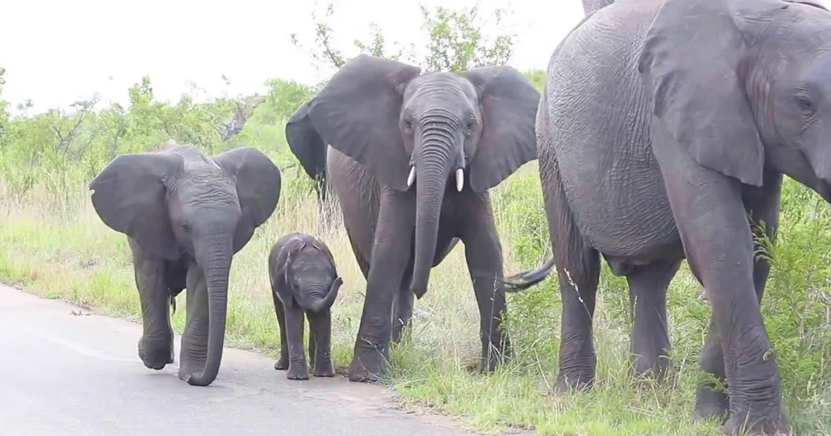 Little Baby Elephant Was Struggling With His Trunk. but What His Herd Did in Response? so Cute!