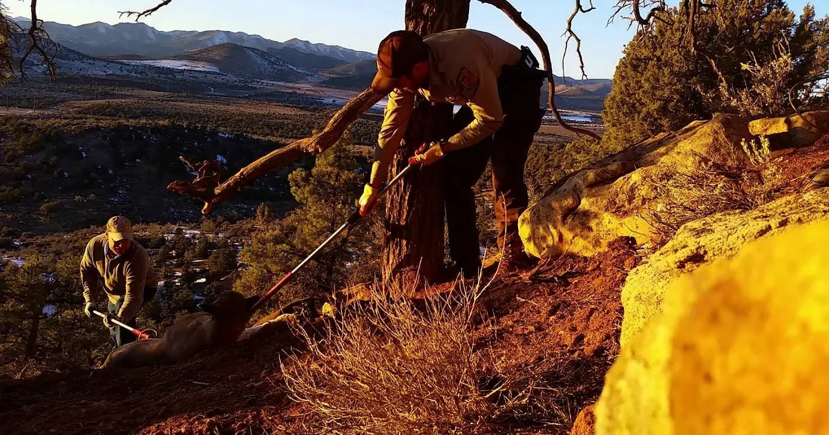 Courageous Cougar Rescue Will Leave You Gasping