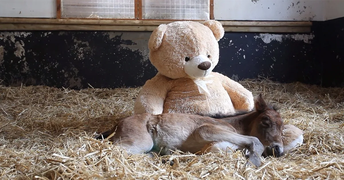 A baby horse rests on hay with a large teddy bear beside it.