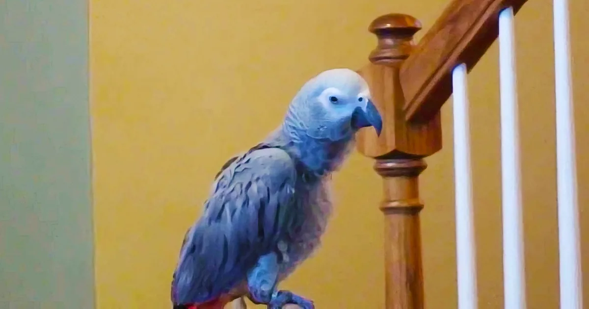 A blue parrot perches on a wooden railing, looking down.