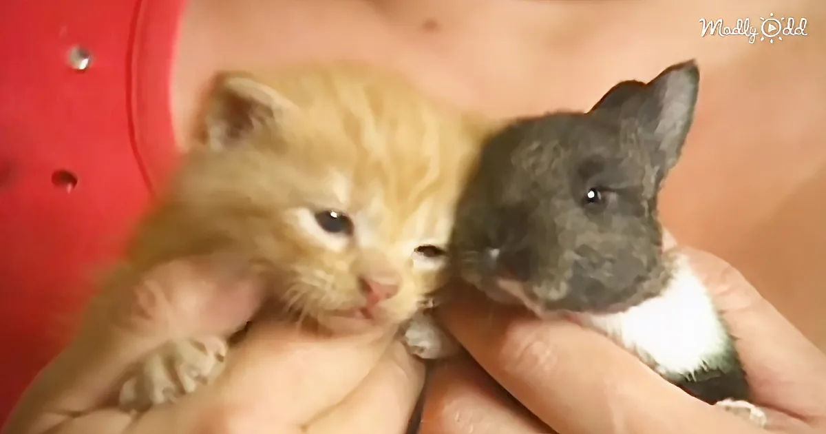A tiny orange kitten and a black and white rabbit are being held close together.