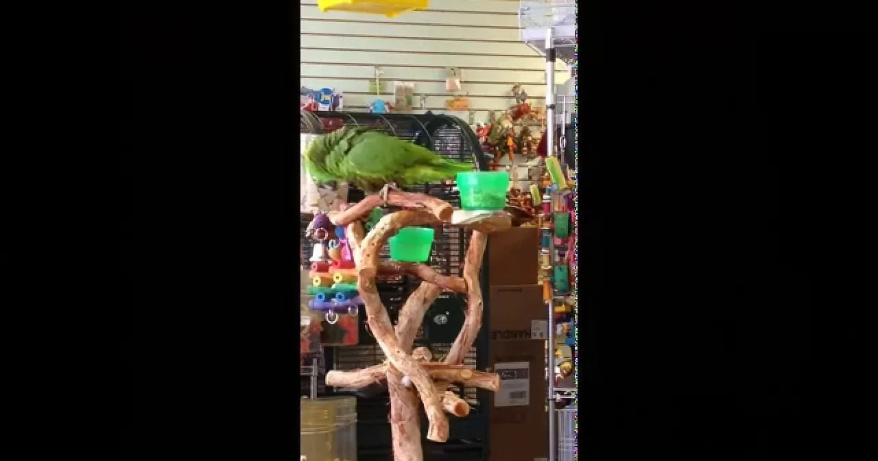 Parrot Starts Singing a Song. but You''ll Be in Hysterics When You See This! Rofl!