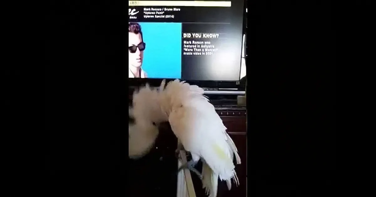 A white cockatoo perches on a person's shoulder, with a TV screen in the background displaying a "Did You Know?" fact.