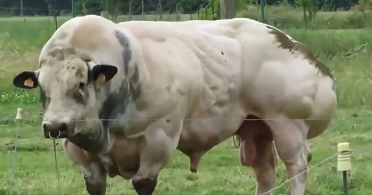 A large, muscular cow with a white and brown coat stands in a grassy field, looking directly at the camera.