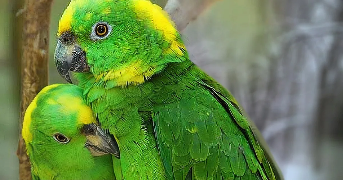 Parrot Pals Talk to Each Other and It''s the Funniest Thing
