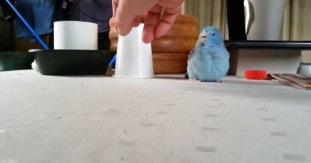She Loves Her Plastic Cup. Watch What She Does When Her Owner Tries to Move It! Rofl!