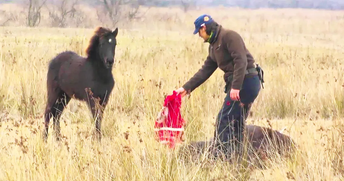 This Poor Horse Was Chained for Months Until This Rescue Group Came Along
