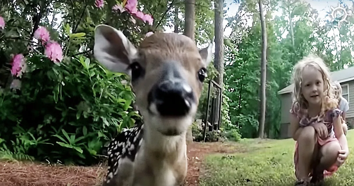 Newborn Fawn Walks up to Little Girl, but Wait Till You See What the Little Girl Does Next!