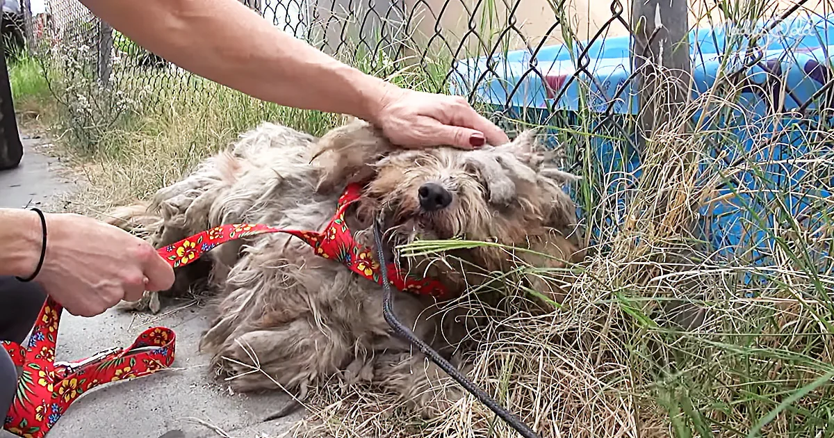Hope for Paws Is Back With Another Touching Rescue