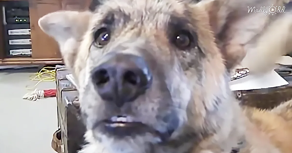 Dad Tells Him He Cleaned out the Fridge - and Gave It All to the Cat