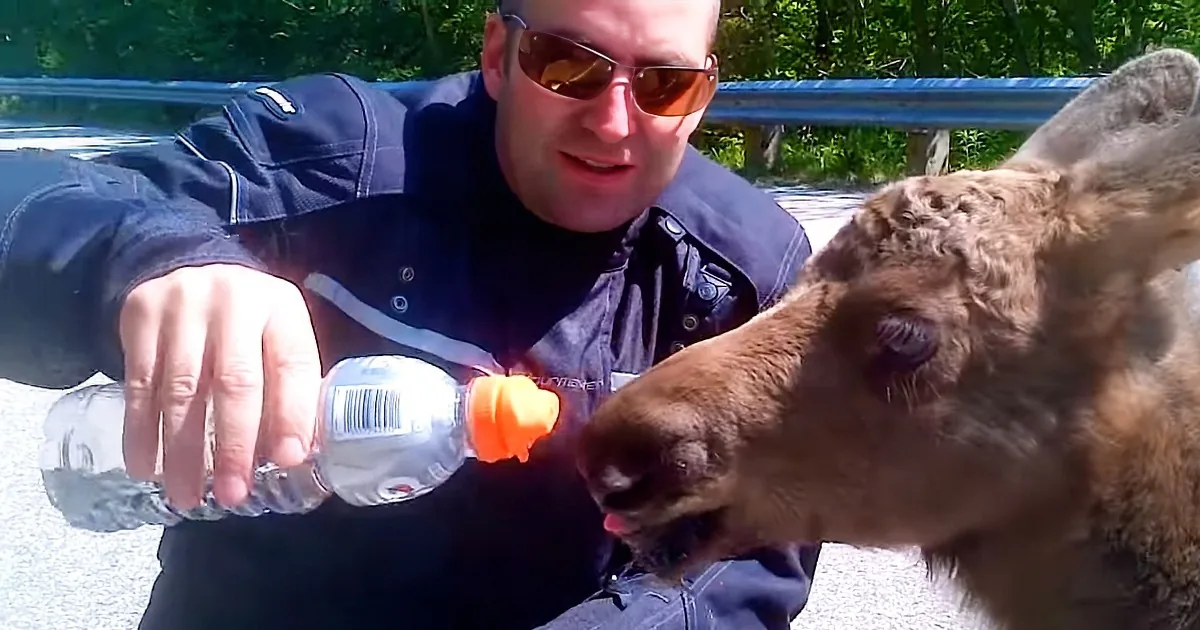 A man in sunglasses feeds a moose with a water bottle in a sunny outdoor setting.