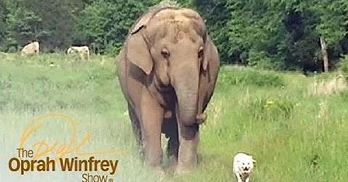 An elephant stands in a grassy field with trees in the background, surrounded by small white animals.