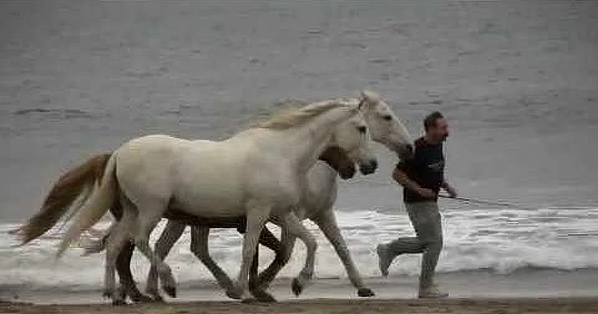 Two white horses gallop together on a beach, with a person in the background.