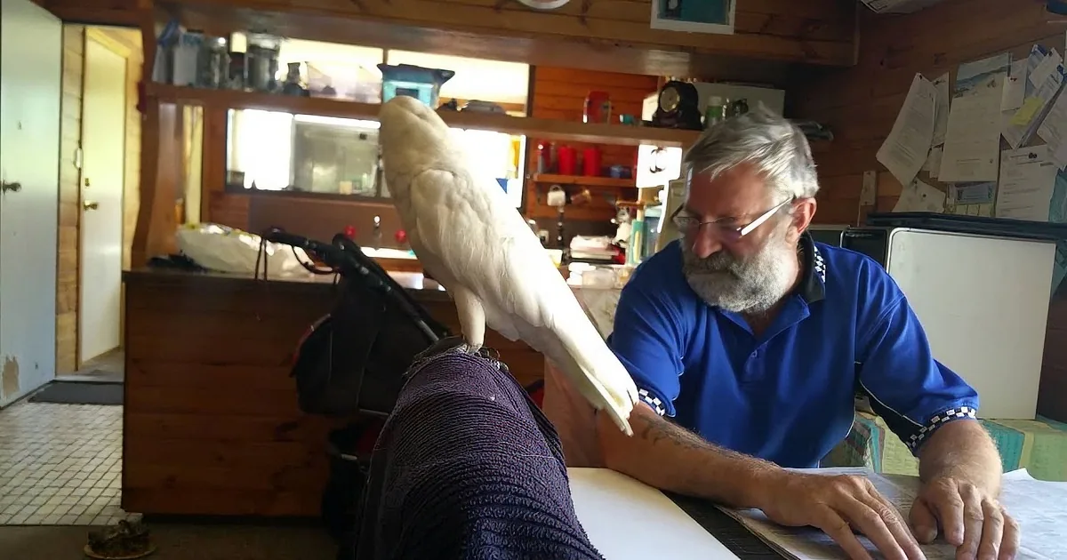 Bird Leaves Dad in Stitches When He Curses Him off for This Reason! You''ll Laugh out Loud!
