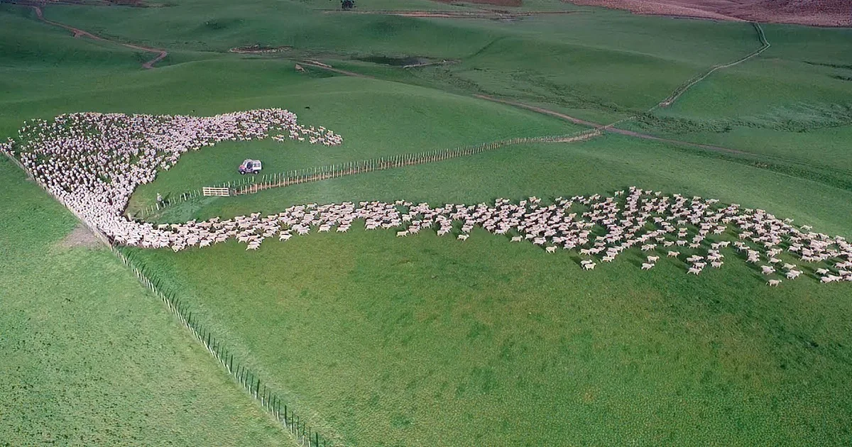 Sheep form a heart shape in a green field, with a white vehicle nearby.