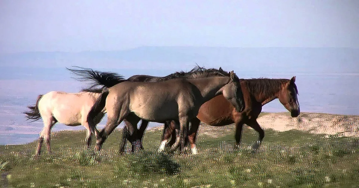 A group of horses runs across a grassy field with mountains in the background.