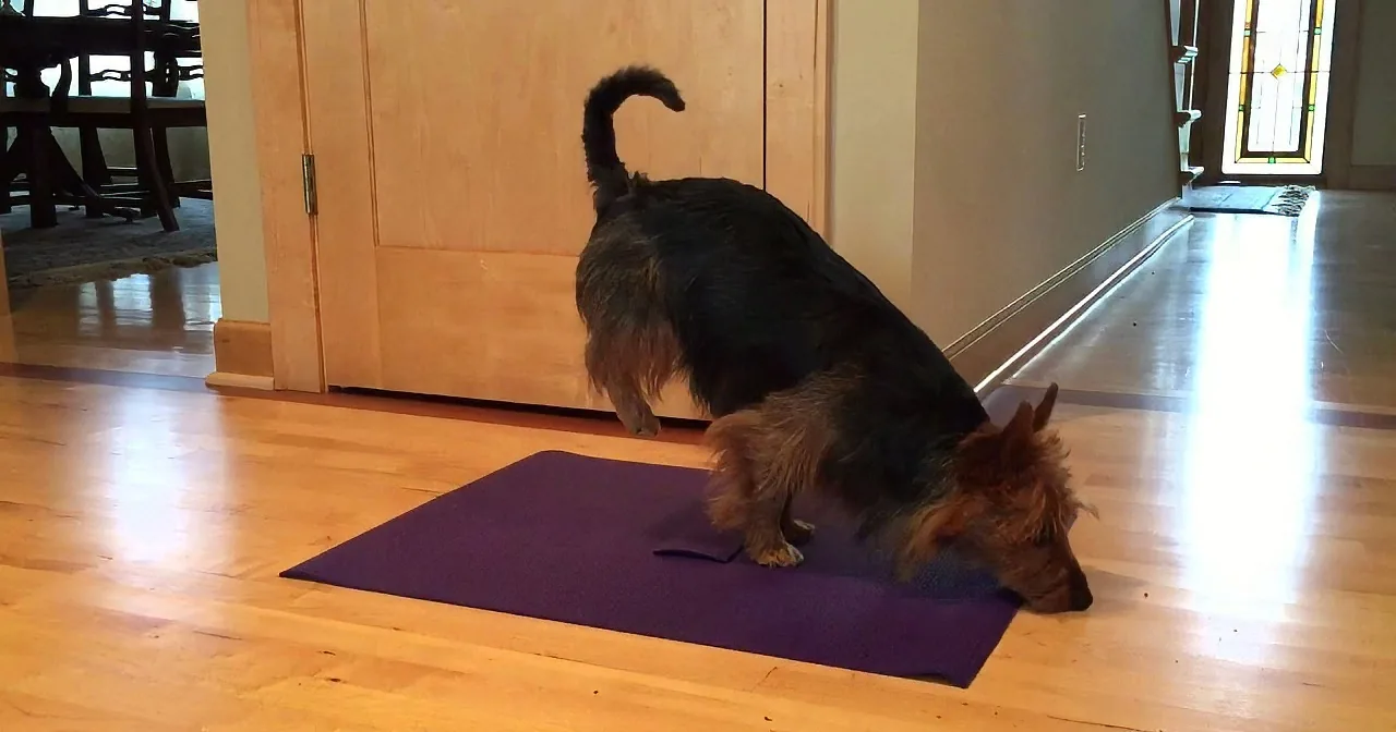 This Dog Loves Yoga. When You See Her Do This? You Won''t Be Able to Control Your Laughter!