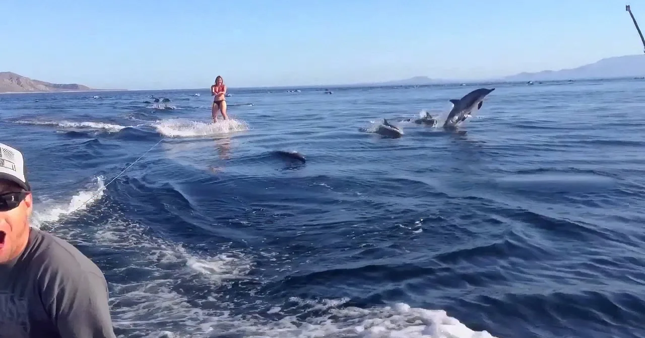 A woman is being pulled by a rope, surrounded by dolphins in the ocean.