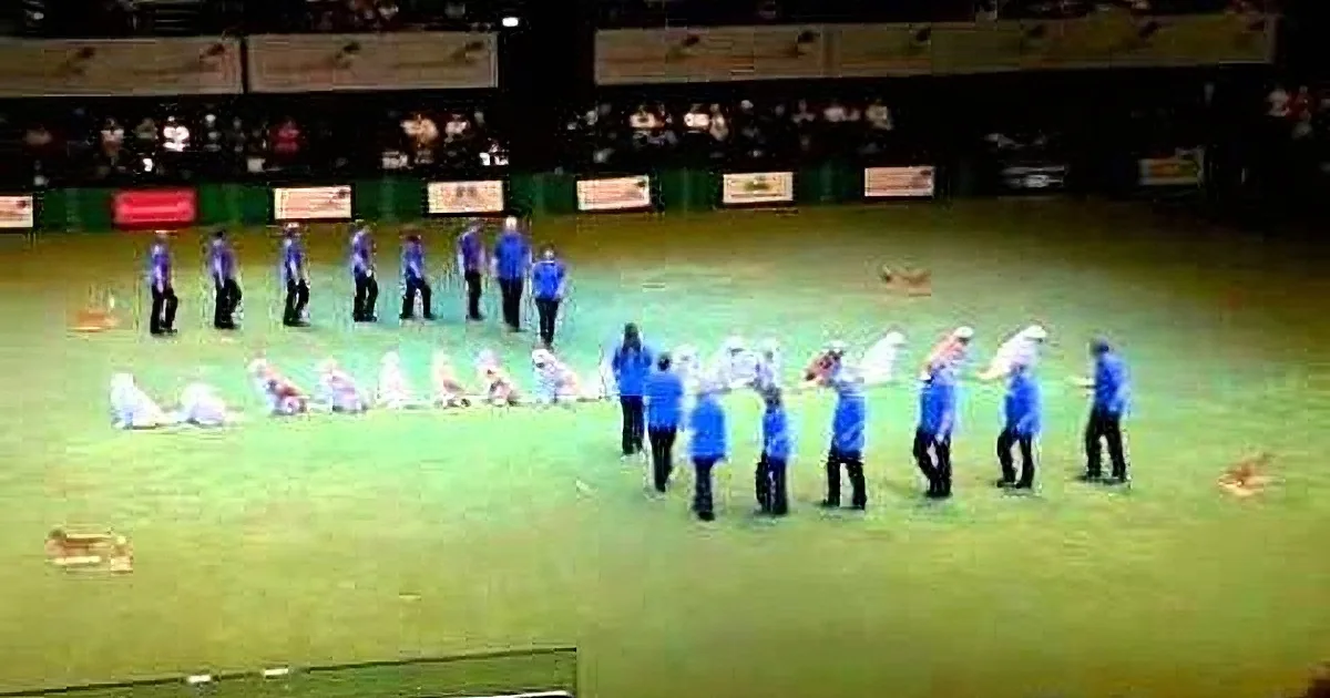 A group of people in blue shirts and dogs are performing a synchronized routine on a green field.