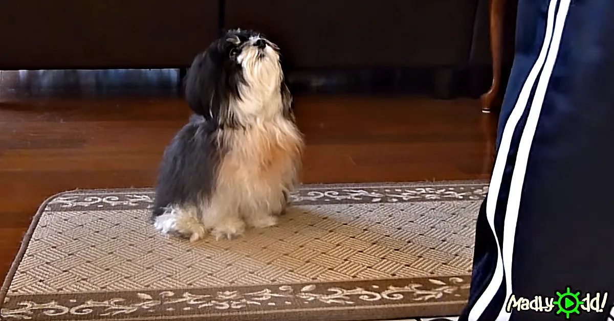 A small, fluffy dog with black and white fur sits on a patterned mat, looking up attentively.