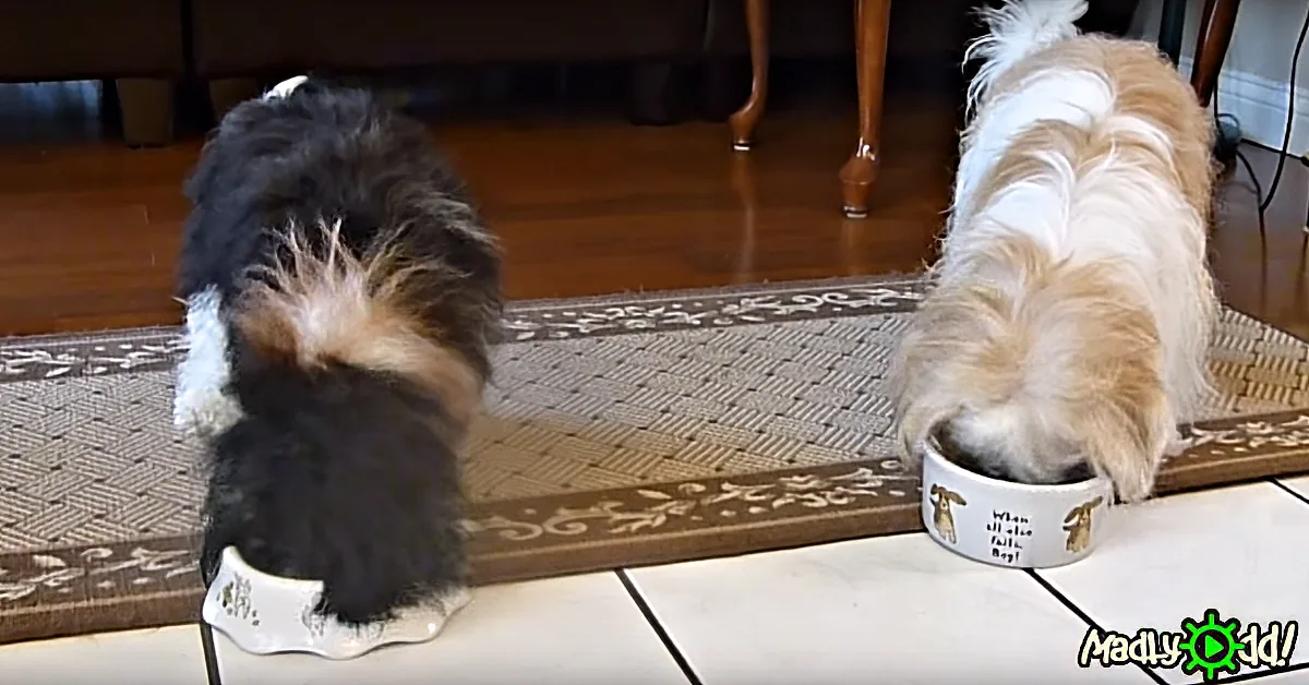 Two dogs, one black and white, the other light brown and white, eating from bowls on a tiled floor.