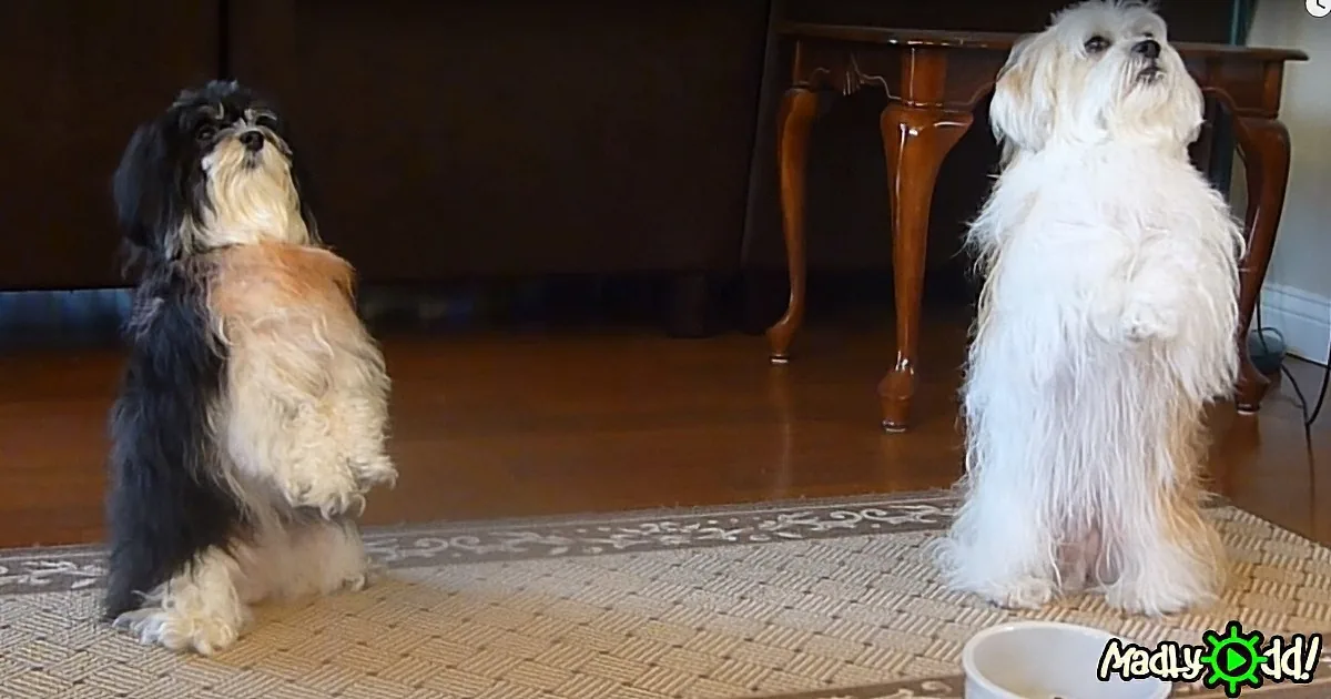 Dad Calls His Dogs for Dinner, but What They Do Every Time Before Dinner? Cuteness Overload!