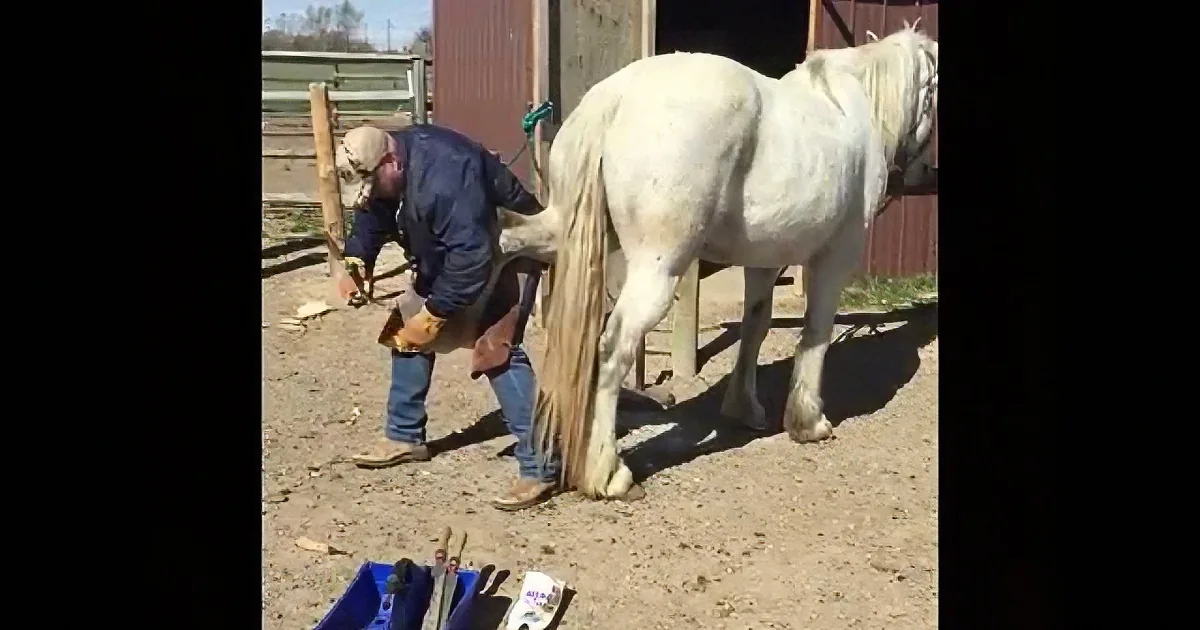 He Put Duct Tape on That Nervous Horse''s Nose. but After a Few Seconds? That''s Unbelievable!