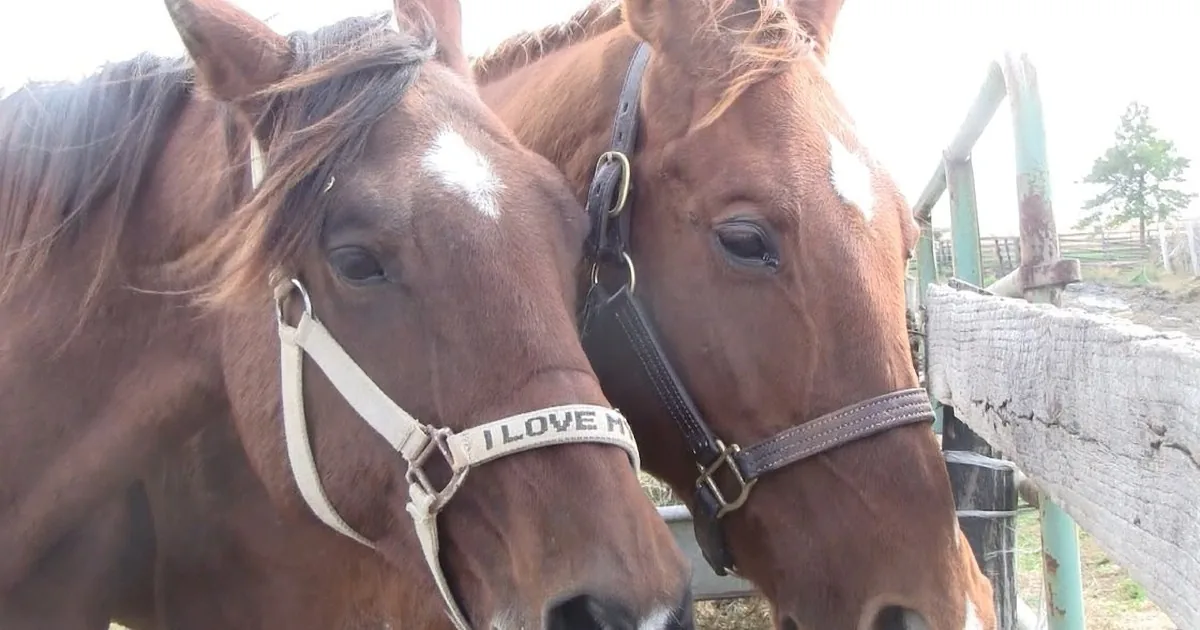 Two brown horses with white markings, wearing halters, stand close together near a wooden fence.