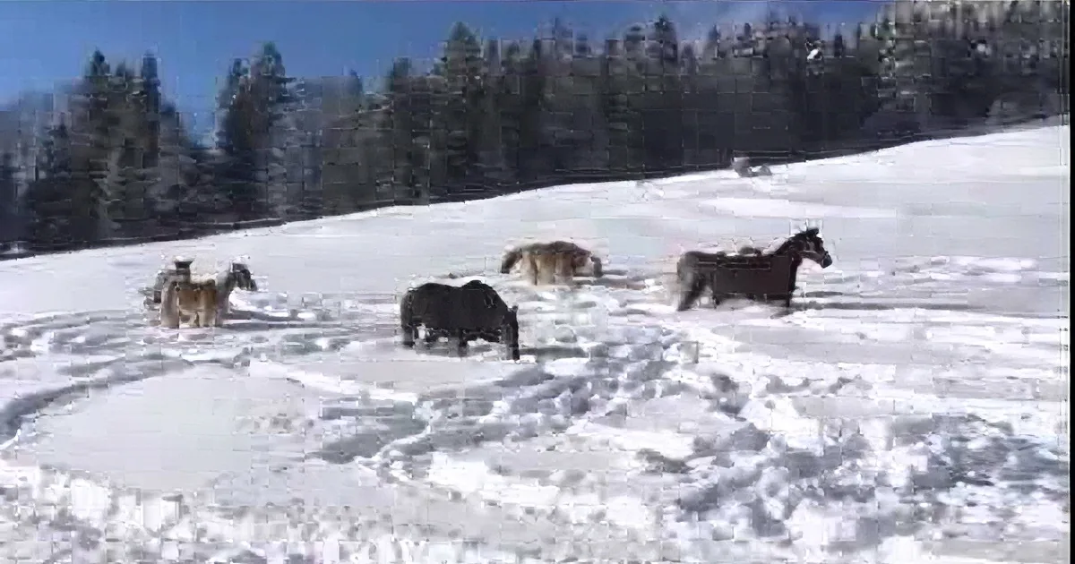 Horses stand in a snowy clearing surrounded by evergreen trees under a clear blue sky.