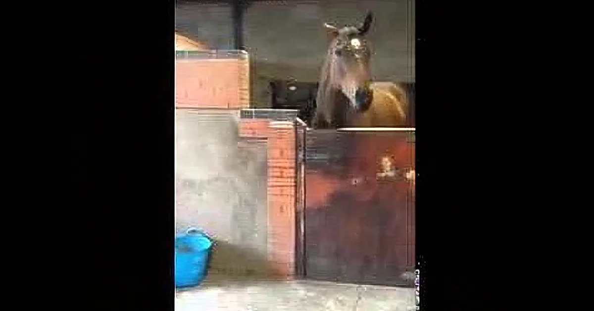 A horse stands in a stable, looking directly at the camera, with a blue bucket and a brick wall nearby.