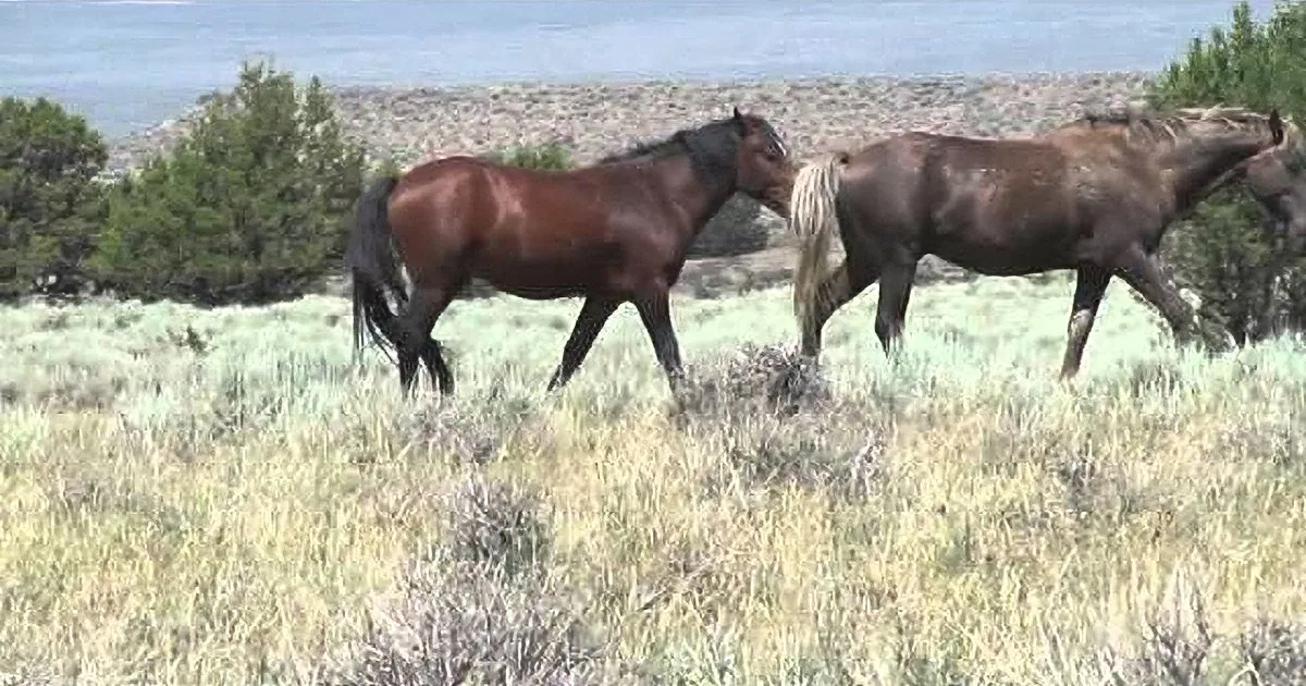 They Saw Some Wild Horses on That Field. but Keep a Close Eye on That Black & White One! Wow!