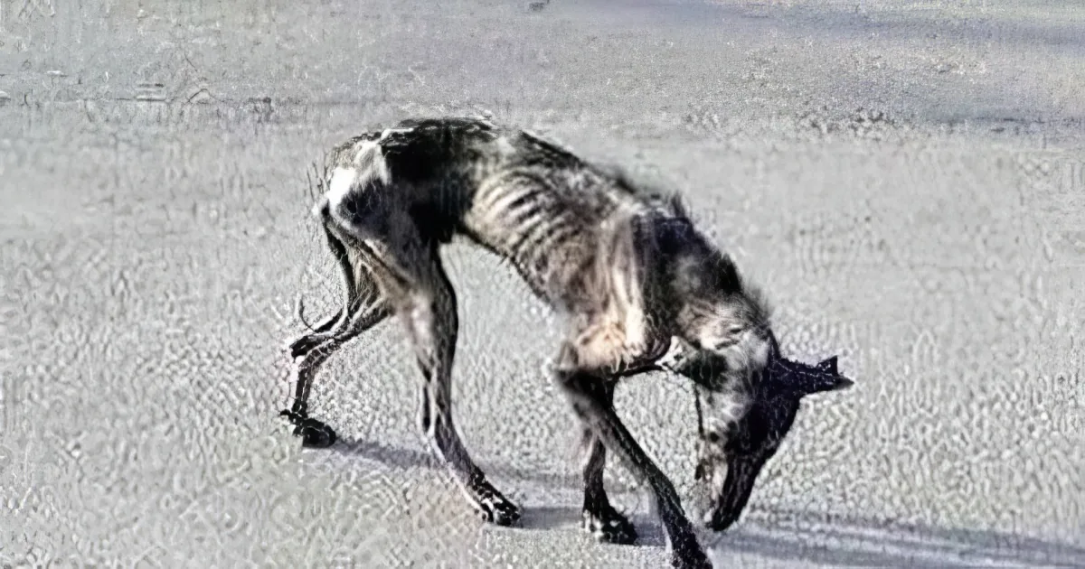 A dog with a strange, elongated body and tail is walking on a concrete surface.