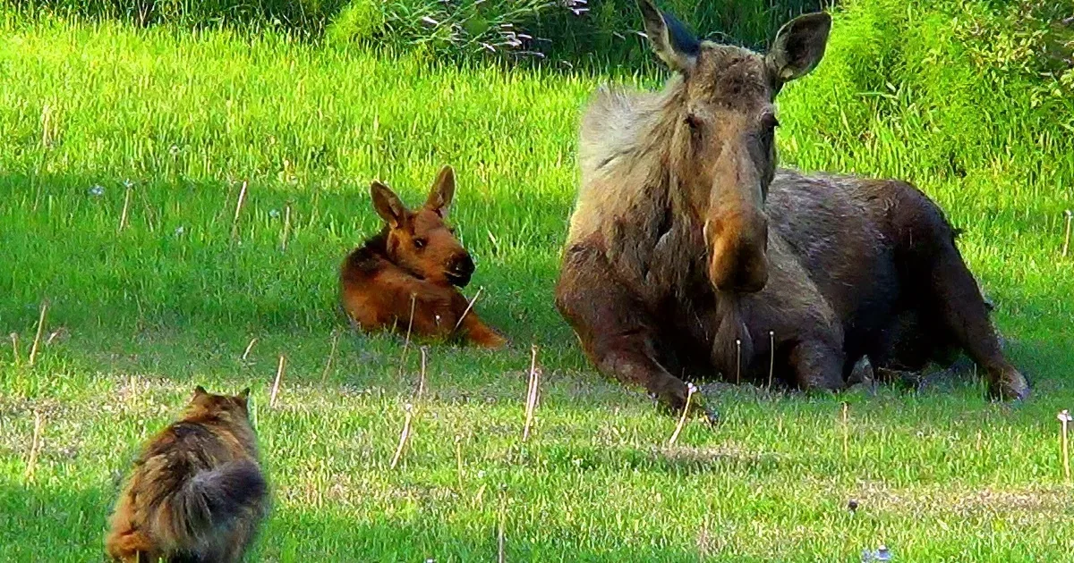 Curious Cat Sees a Mother Moose & Her Baby in the Backyard. Wait Till You See What She Does!