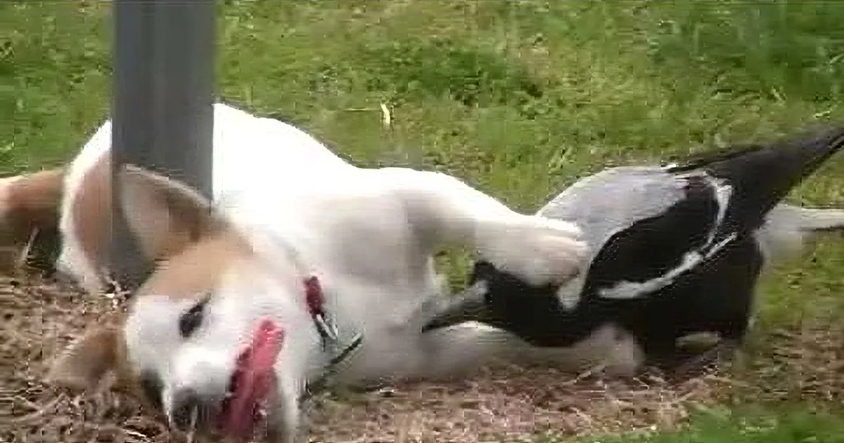 I Thought This Dog Killed a Magpie. but Pay Close Attention to the Bird. You''ll Be Shocked!