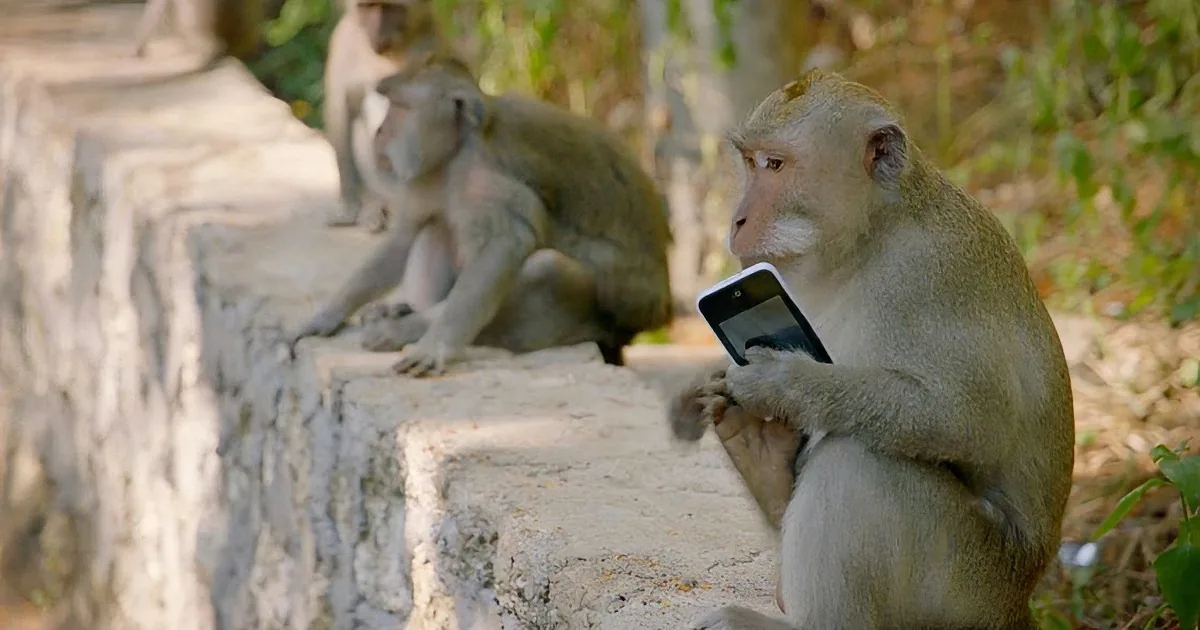 A monkey sits on a stone structure, holding a smartphone, while others rest nearby in a natural setting.