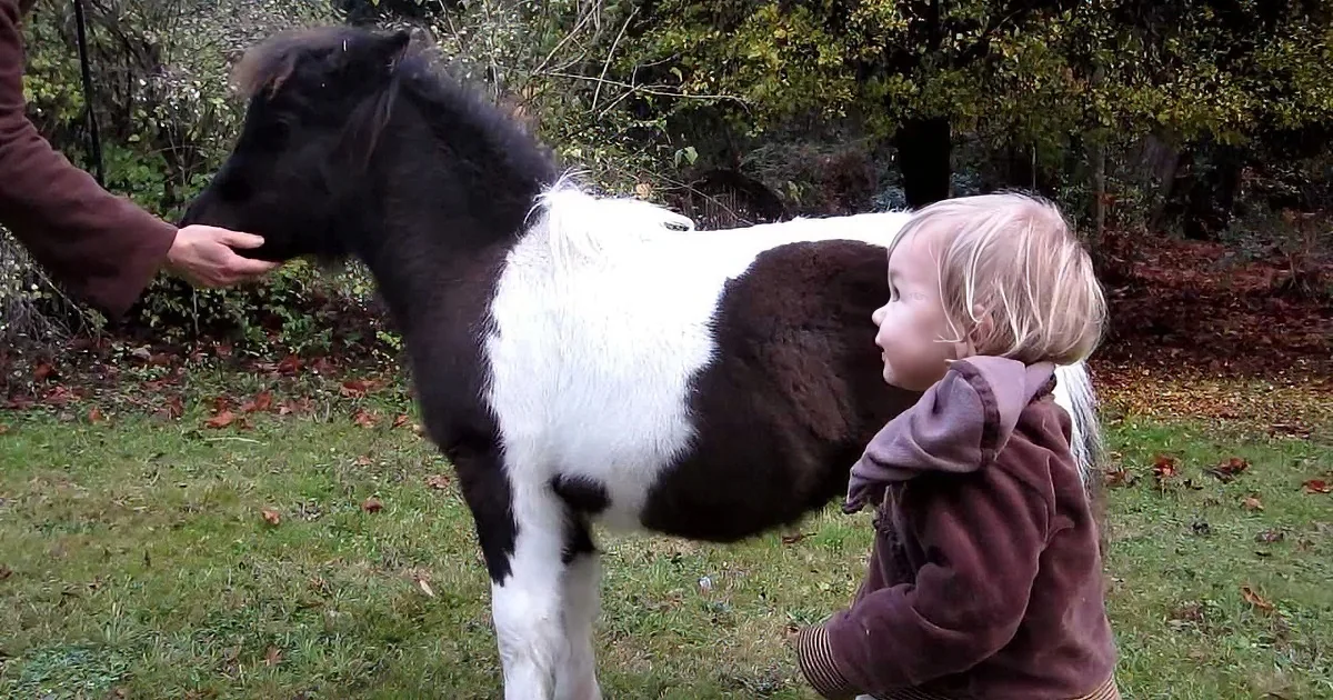 A child in a brown jacket pets a black and white miniature horse in a grassy area.