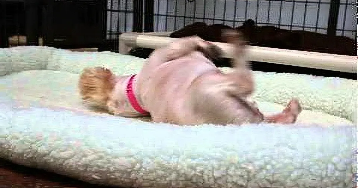 A golden retriever puppy in a pink collar is lying on its back on a fluffy dog bed.