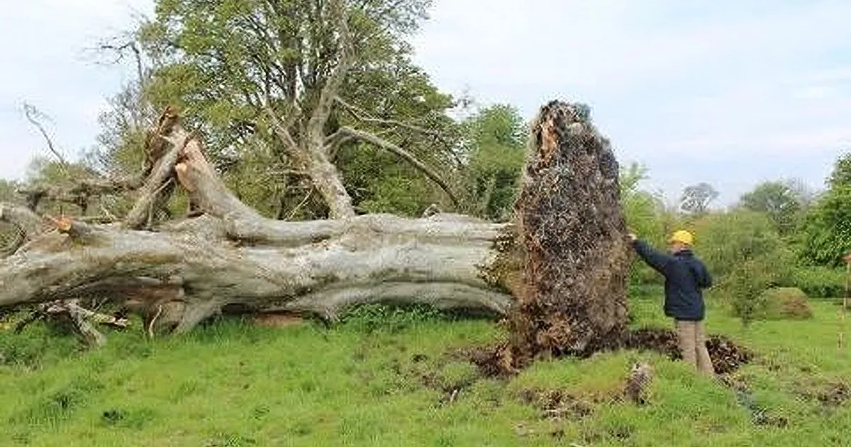 A person stands beside a large fallen tree with a large stump and a cut section, in a grassy field.