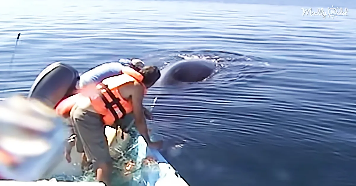 A person in a life jacket leans over a boat, interacting with a large whale near the water's surface.