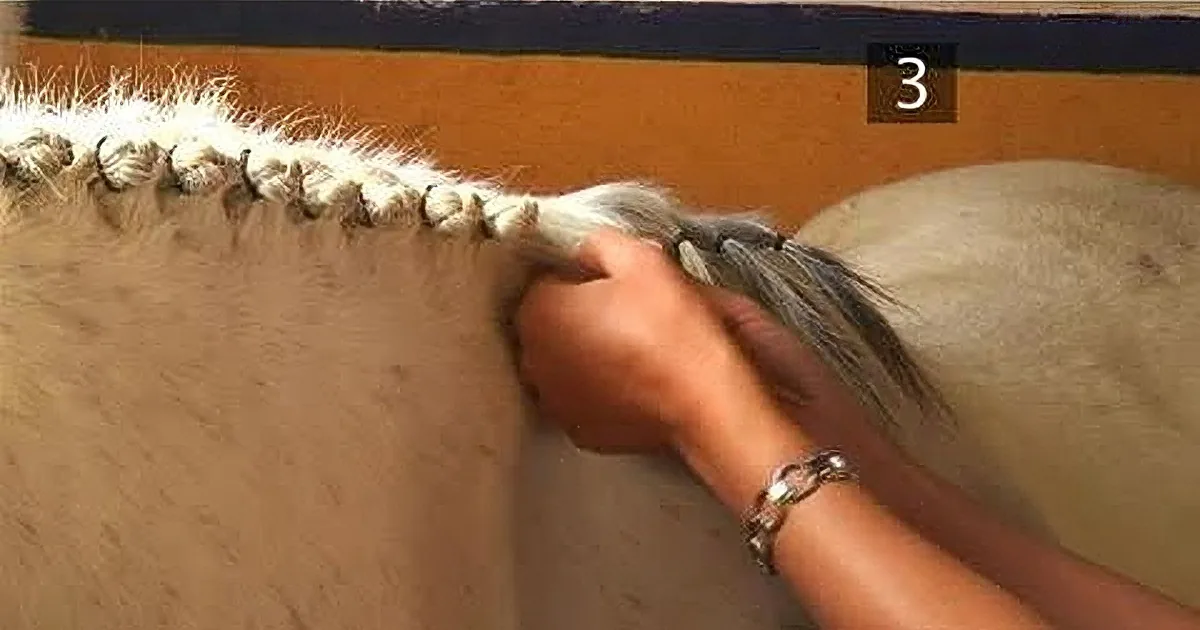 She Started Braiding Her Horse''s Mane, but When I Saw the End Result, I Couldn''t Believe It!