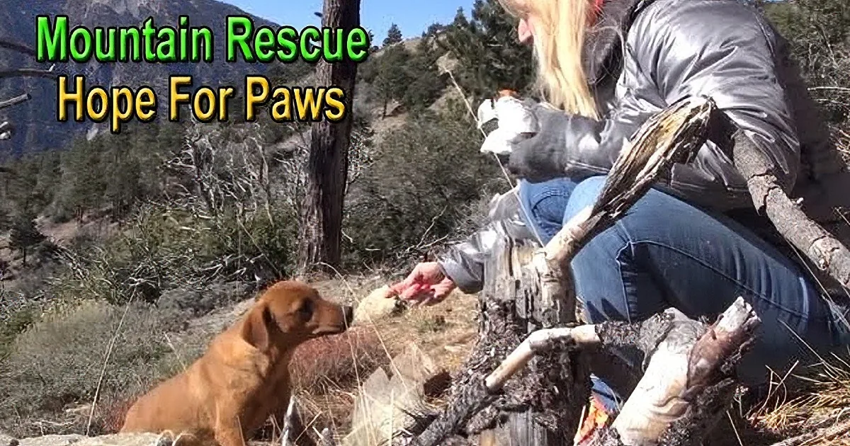 A person feeds a small brown puppy in a mountainous area with trees and rocks.