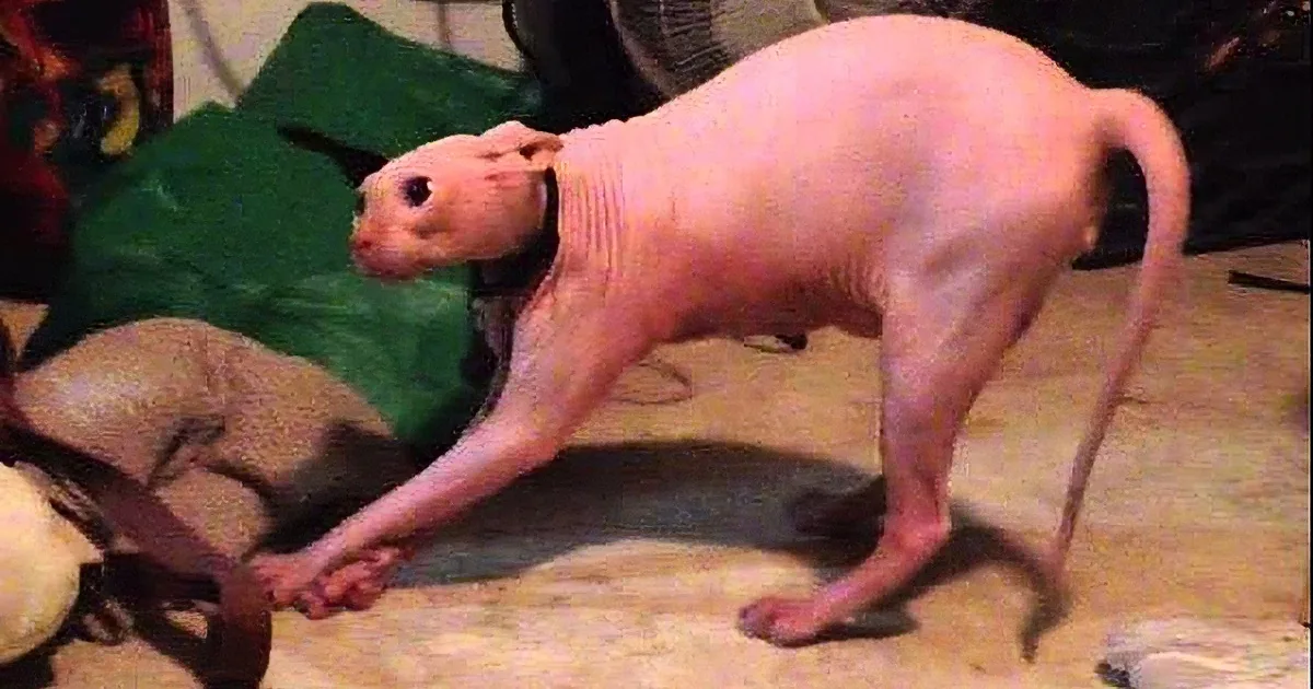 A hairless cat with a pinkish hue stands on a carpeted floor, surrounded by toys and a green blanket.