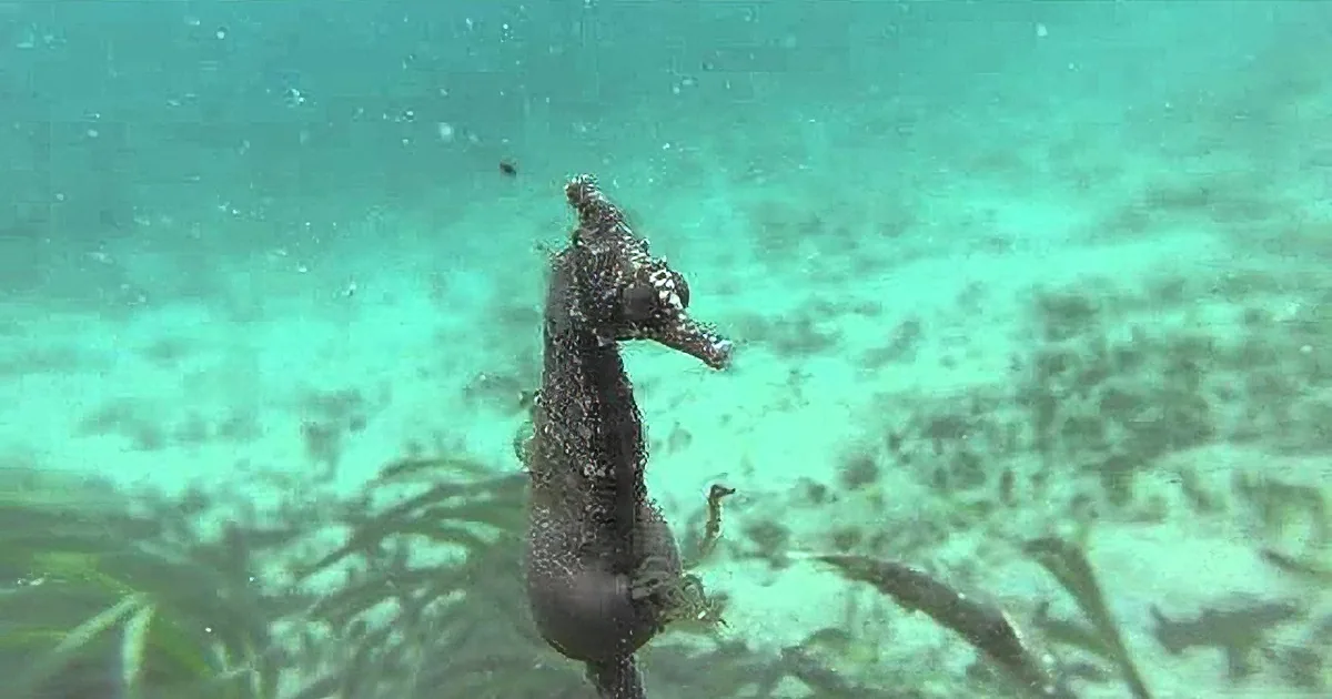 A seahorse stands upright amidst aquatic plants, its body curved gracefully, surrounded by a greenish-blue underwater...
