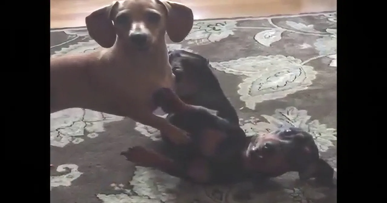 They Were Fighting With Each Other. but Watch What Happens When Mom Says ''Treat!'' Hilarious!