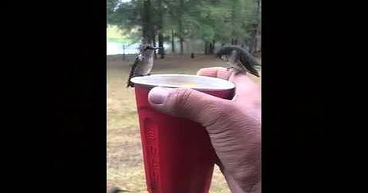 A hand holds a red plastic cup with a bird perched on the rim, set against a backdrop of trees and grass.
