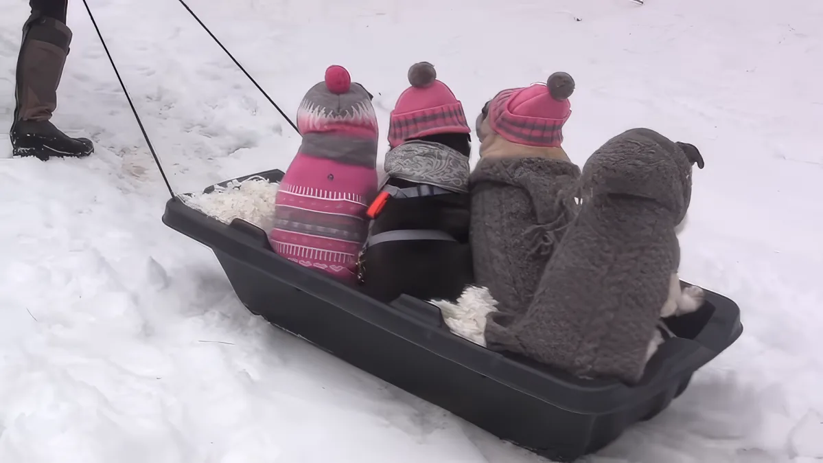 Happy Pugs in the snow